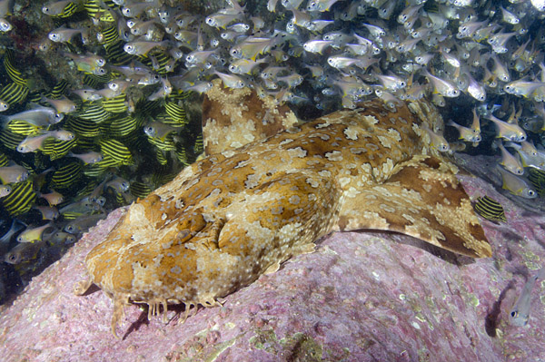 Fish Rock shark dive near Southwest Rocks NSW Australia